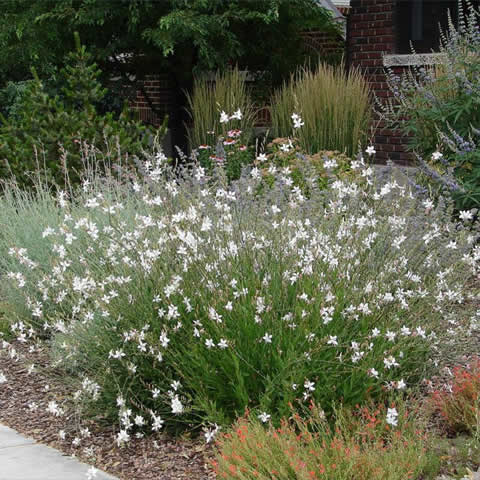 GAURA LINDHEIMERI - Gaura blanca