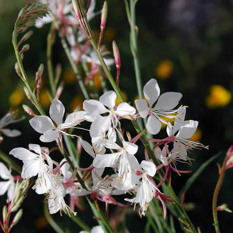 GAURA LINDHEIMERI - Gaura