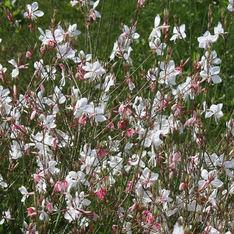 GAURA LINDHEIMERI - Gaura
