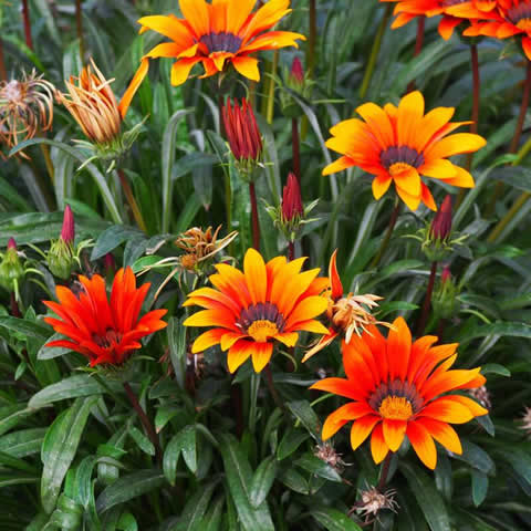 GAZANIA SPLENDENS Rigens Sunshine - Gazania
