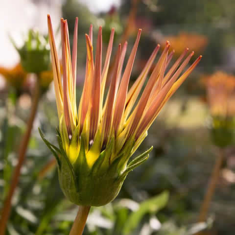 GAZANIA SPLENDENS Rigens Sunshine - Gazania