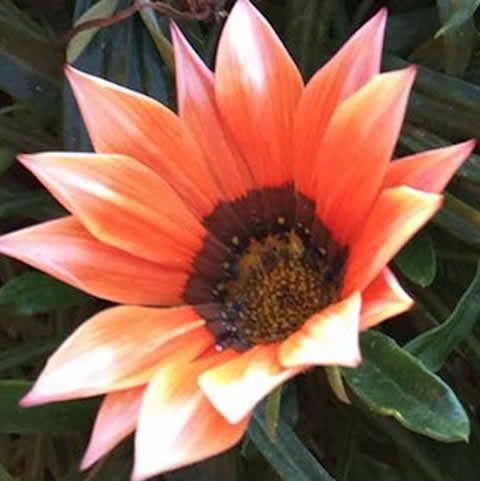 GAZANIA SPLENDENS Rigens Sunshine - Gazania