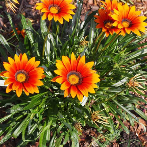 GAZANIA SPLENDENS Rigens Sunshine - Gazania