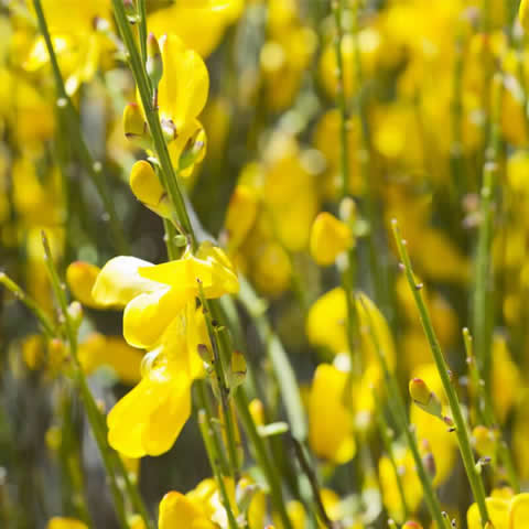 GENISTA CINEREA - Hiniesta