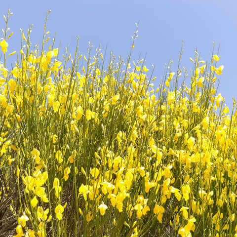 GENISTA CINEREA - Hiniesta