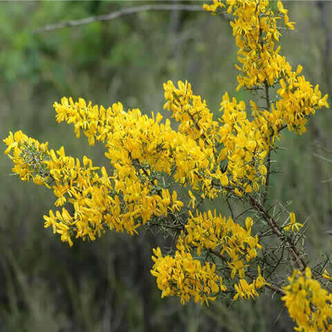 GENISTA SCORPIUS - Aliaga