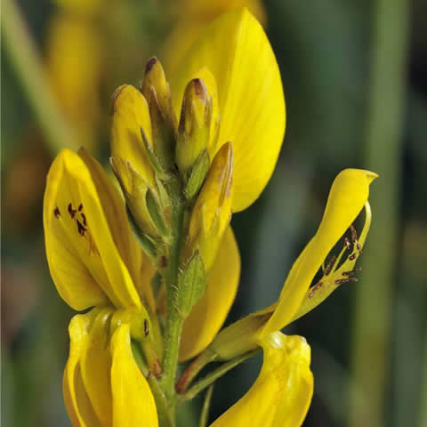 GENISTA TINCTORIA - Hiniesta de tintes