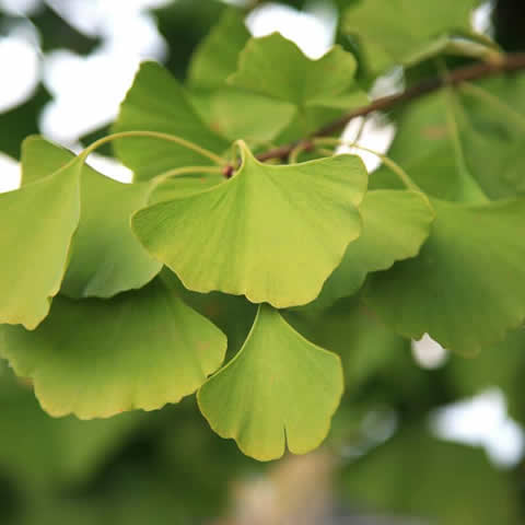 GINKGO BILOBA - Arbol de los cuarenta escudos