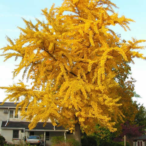 GINKGO BILOBA - Maidenhair Tree
