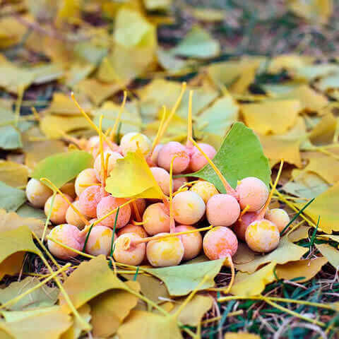 GINKGO BILOBA - Arbol de los cuarenta escudos