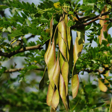 GLEDITSIA TRIACANTHOS INERMIS - Honey Locust