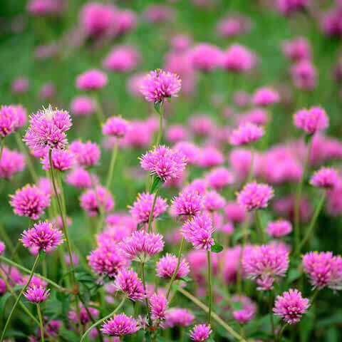 GOMPHRENA GLOBOSA - Globe Amaranth