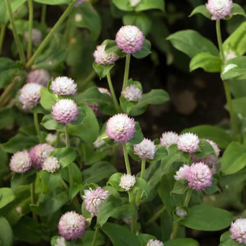 GOMPHRENA GLOBOSA - Globe Amaranth