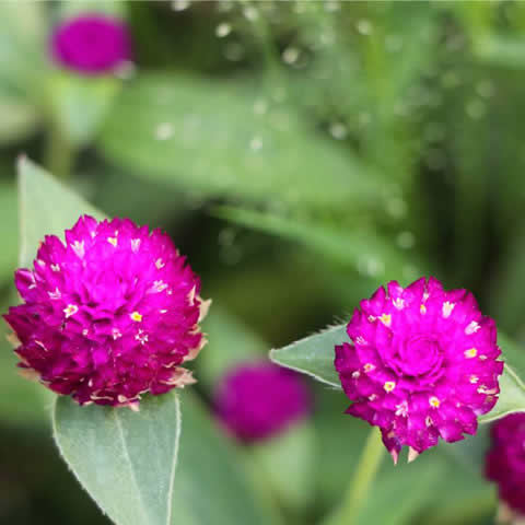 GOMPHRENA GLOBOSA - Amaranto globoso