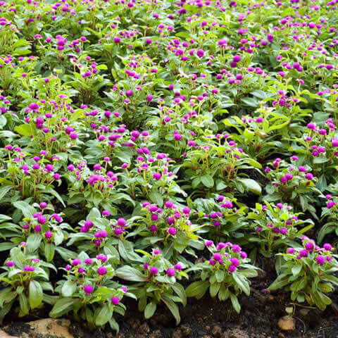 GOMPHRENA GLOBOSA - Amaranto globoso