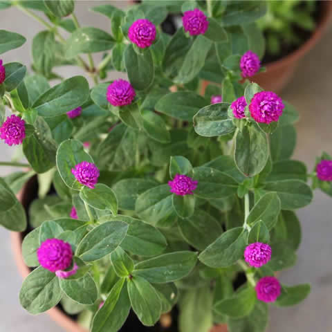 GOMPHRENA GLOBOSA - Amaranto globoso