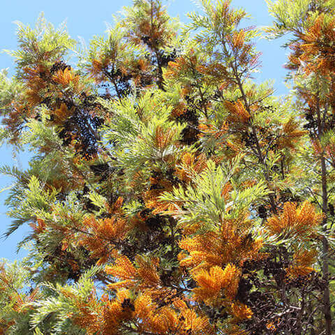 GREVILLEA ROBUSTA - Silky Oak