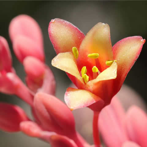 HESPERALOE PARVIFLORA - Yucca roja