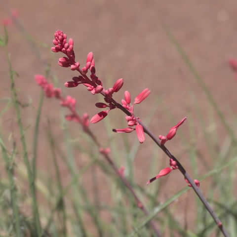 HESPERALOE PARVIFLORA - Yucca roja