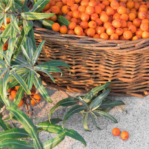 HIPPOPHAE RHAMNOIDES - Sea Buckthorn