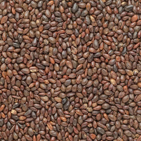 HIPPOPHAE RHAMNOIDES - Espino amarillo