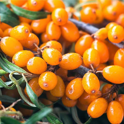 HIPPOPHAE RHAMNOIDES - Espino amarillo