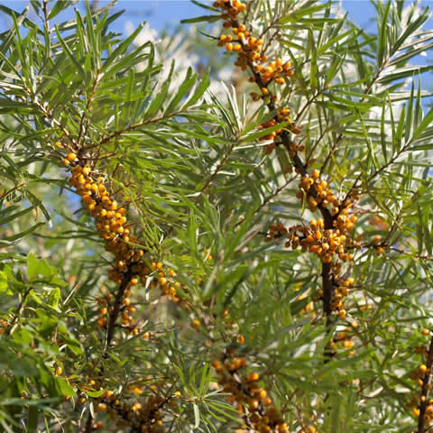 HIPPOPHAE RHAMNOIDES - Espino amarillo
