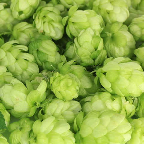 HUMULUS LUPULUS Nordbrau - Lpulo Nordbrau