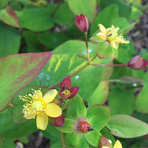 HYPERICUM ANDROSAENUM - Sanalotodo