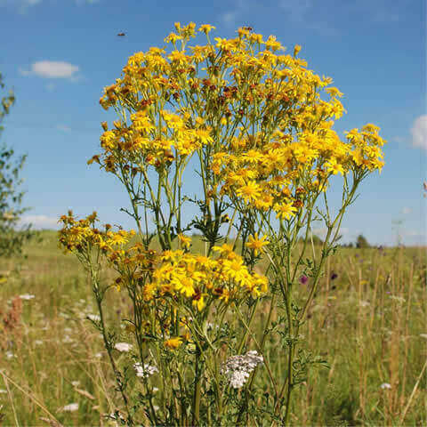 HYPERICUM PERFORATUM - Hierba de San Juan