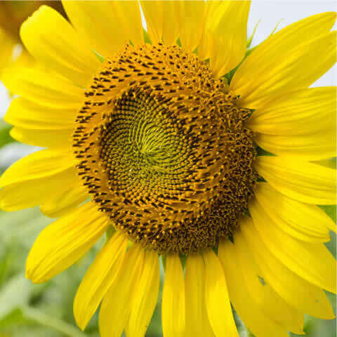 HELIANTHUS ANNUUS GIGANTEUS - Giant Sunflower