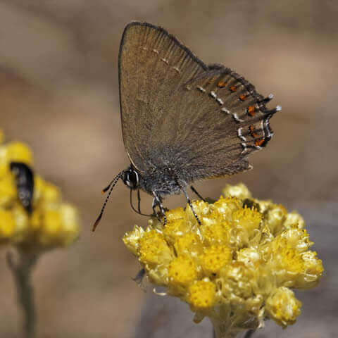 HELICHRYSUM ITALICUM subsp. SEROTINUM