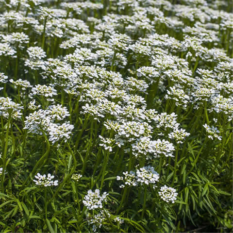 IBERIS SEMPERVIRENS - Carraspique