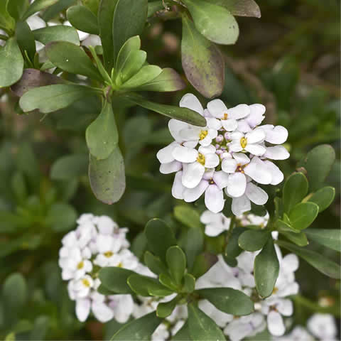 IBERIS SEMPERVIRENS - Evergreen Candytuft