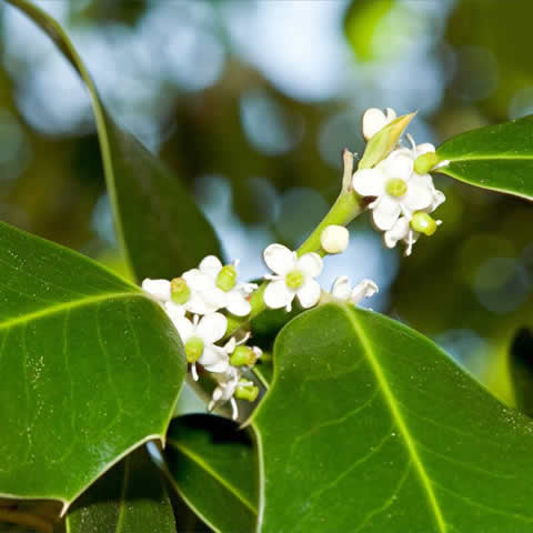 ILEX AQUIFOLIUM - Acebo