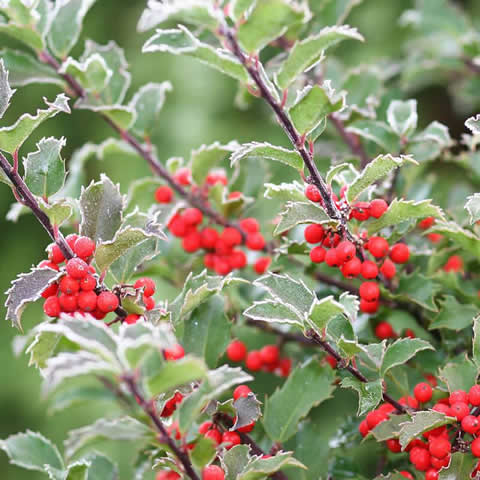 ILEX AQUIFOLIUM - Acebo