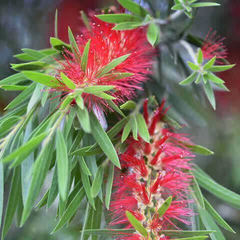 CALLISTEMON VIMINALIS - Limpiatubos Llorn