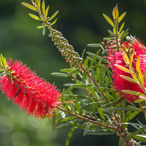 CALLISTEMON VIMINALIS - Limpiatubos Llorn