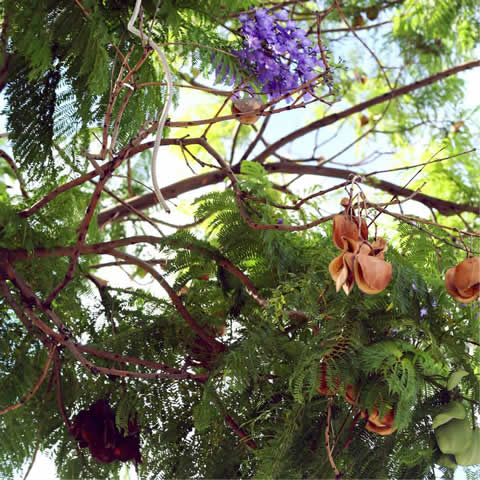 JACARANDA MIMOSIFOLIA - Green Ebony