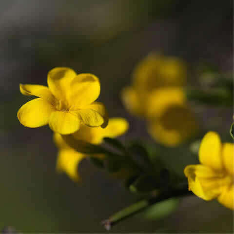 JASMINUM FRUTICANS - Jazmn silvestre