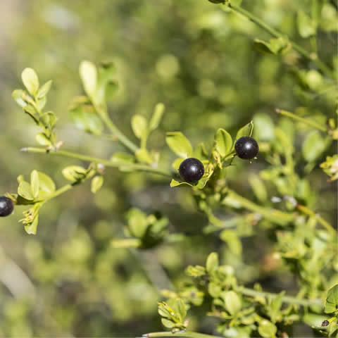 JASMINUM FRUTICANS - Jazmn silvestre