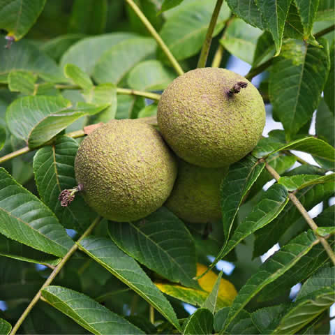 JUGLANS NIGRA - Nogal negro