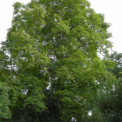 JUGLANS REGIA - English Walnut Tree