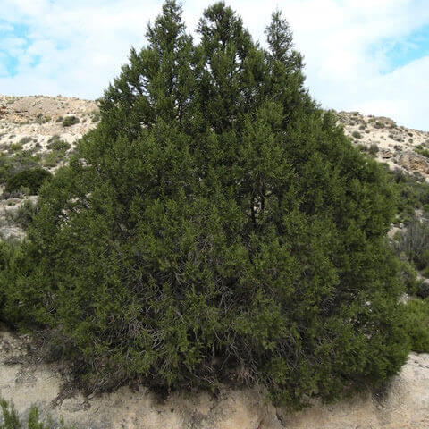 JUNIPERUS PHOENICEA - Sabina negral