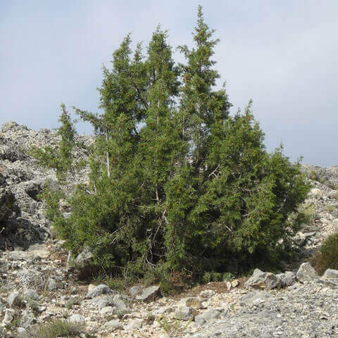 JUNIPERUS PHOENICEA - Sabina negral