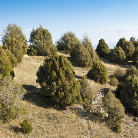 JUNIPERUS THURIFERA - Sabina albar