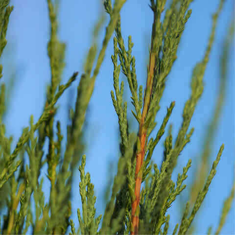 JUNIPERUS SCOPULORUM - Rocky Mountain Juniper