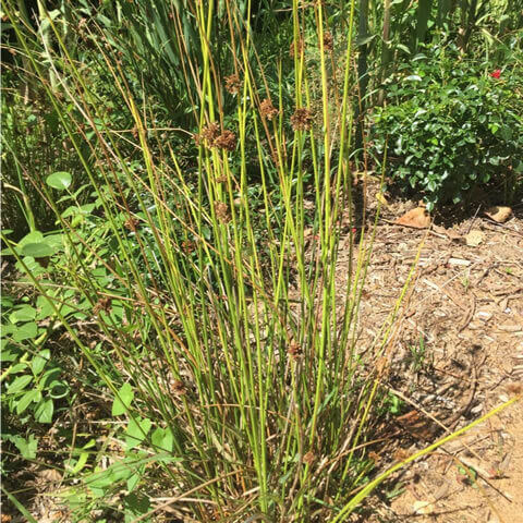 JUNCUS EFFUSUS