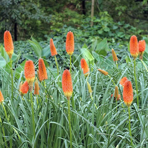 KNIPHOFIA UVARIA Royal Castle hybrids mixed - Tritoma