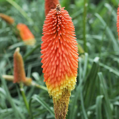 KNIPHOFIA UVARIA Royal Castle hybrids mixed - Tritoma